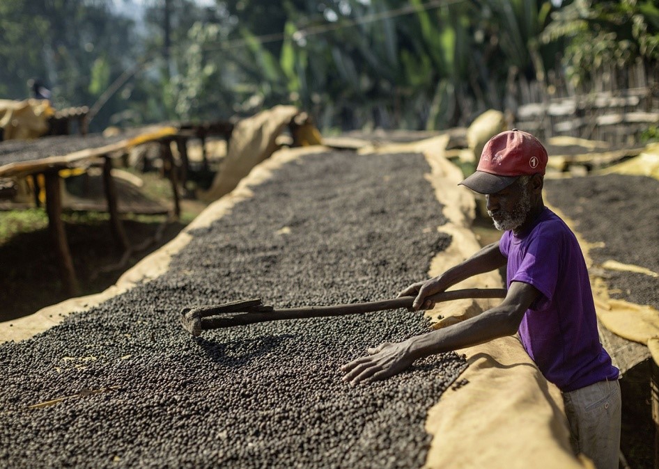 衣索比亞古吉罕貝拉德里日曬處理 上登國際